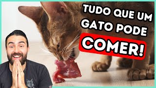 O Que Os Gatos Podem Comer Além de Ração [upl. by Madaih932]