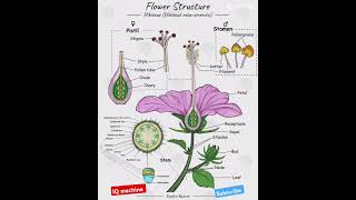 Flowers 💐 structure biology reproduction science boardexams mpboard class 10amp1212science gk [upl. by Schnell86]