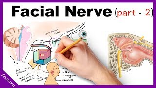 Facial Nerve Anatomy Simplified Part 2 [upl. by Eixid484]