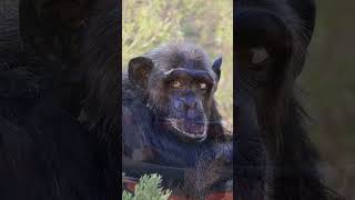 Chimpansee Peggy en haar tobbe  Stichting AAP [upl. by Valida]