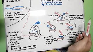 Proses Sintesis Protein  Transkripsi dan Translasi [upl. by Ailana94]