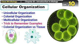 Cellular Organization  Unicellular Colonial and Multicellular  Trick to Remember Examples [upl. by Rik]