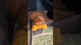 My Pillow Bone cute cat catlover yellow shortvideo shorts sleeping [upl. by Inihor]