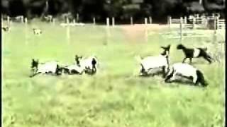 fainting goats  VERY FUNNY [upl. by Aneelahs984]