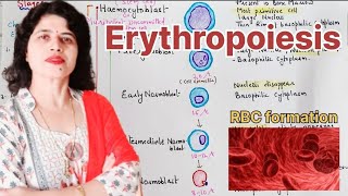 Erythropoiesis l Site l Stages of development l Factors affecting erythropoiesis bloodphysiology [upl. by Airrej]