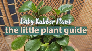 Baby Rubber Plant Peperomia Plant Guide  Peperomia Obtusifolia plantcare [upl. by Ellenid]