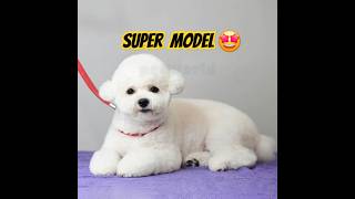 Discover the SECRET to BICHON FRISE Dogs Irresistible Charm [upl. by Sorilda855]