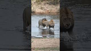 Two large male lions crossing the Sabie River at Lower Sabie Camp with B1 Photo SAfaris [upl. by Berti859]