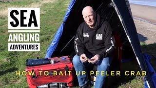 HOW TO BAIT UP WITH PEELER CRAB WITH SEA ANGLING ADVENTURES [upl. by Adolf]