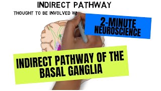 2Minute Neuroscience Indirect Pathway of the Basal Ganglia [upl. by Bridget854]