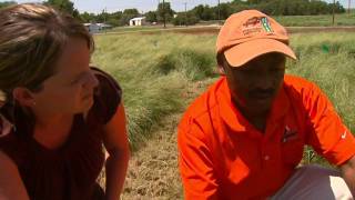 Teff New Potential Crop for Oklahoma [upl. by Reidid455]