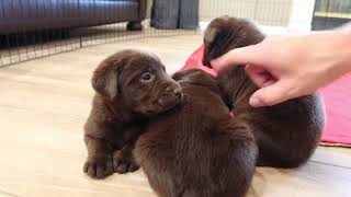 Chocolate Labrador Puppies Get BOOPED [upl. by Derwin]