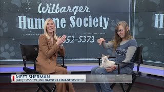 Meet Sherman the kitten from Wilbarger Humane Society [upl. by Merritt]