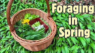 Foraging Walk in Spring Wild Edible Greens and Flowers 🍃🌼 [upl. by Adel]