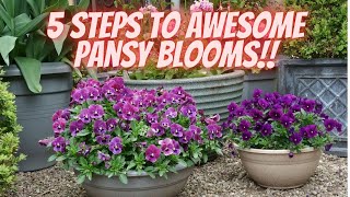 Grow Stunning Pansies with This 5Step Method [upl. by Roanna]