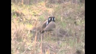 นกกระแตแต้แว๊ด Redwattled Lapwing [upl. by Naryk]