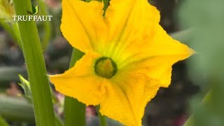 Comment polliniser des fleurs de courgette   Truffaut [upl. by Areht789]