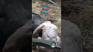 Hairless Chimpanzee Jambo And Kibali Communication [upl. by Anikal]