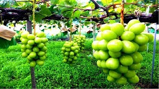 Increíble tecnología de agricultura de uva de Japón 31  Japón brillo granja y cosecha de moscatel [upl. by Enelec]