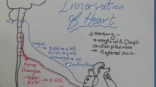 Venous drainage and Innervation of Heart [upl. by Ardnot]