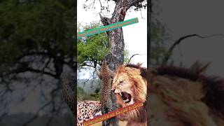 how does a leopard climb a tree 🤔shorts short feed leopards funny [upl. by Rehprotsirhc]