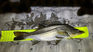 Opening Day Snook Season 2024 [upl. by Anhoj]