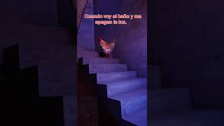 Soy el gallo valiente gallos mascotas funnyshorts [upl. by Nyluqcaj181]