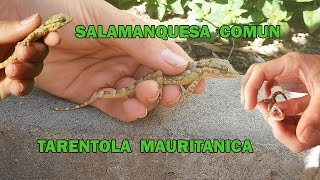 Nueva Temporada Salamanquesa Comun [upl. by Matthieu]