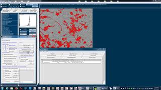 Quantification of neurite formation [upl. by Sinegold]