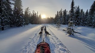 slowtv  30 minutes continuous footage of sled dogs ontariomushers virtualexperience nature [upl. by Iznekcam]