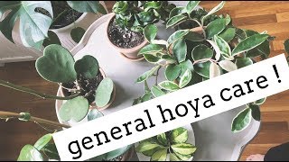 hoya plant care tips  easy care house plants [upl. by Hafeenah]