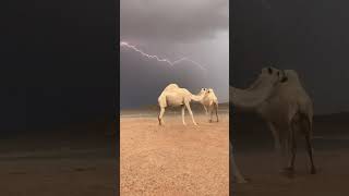 Secretos del Desierto Descubre el Fascinante Mundo de los Camellos🐪camellos [upl. by Eciuqram]