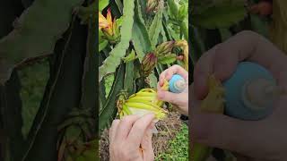 Polinizando as 15 horas com aspirador nasal pitaya dragonfruit pitahaya [upl. by Ayak189]