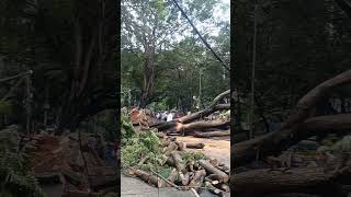 Tree fall in JAYA NAGAR 😱😱😱youtubeshorts youtube [upl. by Eleahcim]