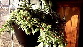 THE COLUMNEA HIRTA HOUSE PLANT [upl. by Kaleb]