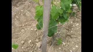 SCDC VIGNE  ECARTEUR PIQUET BOIS [upl. by Mahoney]