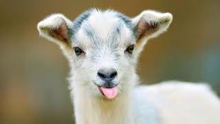 Funny 🤣 Adult and Baby Goats 🐐 Screaming [upl. by Salchunas311]