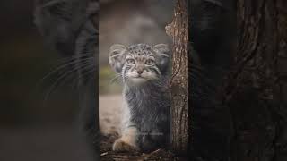 Манул Ева следит за котятами которые разбежались Новосибирский зоопарк manul zoo animals [upl. by Anotal]