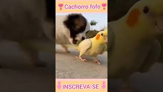 Cachorro fofo FILHOTINHO FOFINHO ❣️ [upl. by Einwahs]