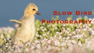 Slow Bird Photography [upl. by Aiynat726]