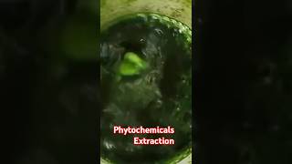 Extraction of phytochemicals from moringa olafeea ytshorts youtubeshorts phytochemicals [upl. by Grinnell]