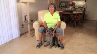 How to Teach a Dog to Fetch Slippers  Dog Training amp Care [upl. by Aneert]