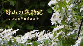 野山の歳時記 山で咲く草樹の花と果実、そしてひっそりと生える希少なシダ 2024年5月22日 [upl. by Ahsikan]