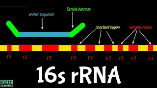 16S Ribosomal RNA  16S rRNA  Function Of 16S rRNA [upl. by Kalvin]