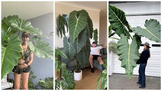 10 Stylish Large Plants for Living Rooms [upl. by Debera]