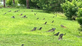 Massive Amount of iguanas Gather in Preparation for Breeding Season Is Florida Ready [upl. by Cecily]