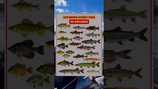 Catching Every Fish in Ontario Part 5 Walleye [upl. by Nur]