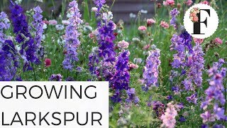 How to Grow Larkspur Flowers in the Hardy Annual Cut Flower Garden [upl. by Heyes]