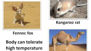 Science  How animals adapt to desert habitat  English [upl. by Argent]