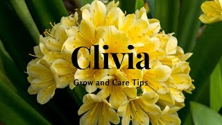 Clivia Grow and Care Tips [upl. by Flanagan]